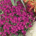 Aubrieta x cultorum 'Royal Red'