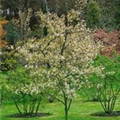 Amelanchier laevis