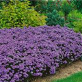 Aster dumosus 'Blue Lapis'