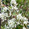 Amelanchier laevis 'Ballerina'