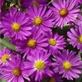 Aster dumosus 'Herbstgruß vom Bresserhof'