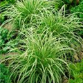 Carex morrowii ssp. foliosissima 'Silver Sceptre'