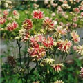 Aquilegia vulgaris 'Nora Barlow'