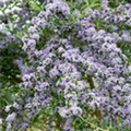 Buddleja alternifolia 'Unique'®