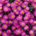 Aster dumosus 'Kassel'