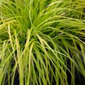 Carex oshimensis 'EverColor'®