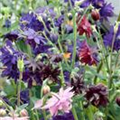 Aquilegia vulgaris 'Plena'