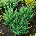 Calluna vulgaris 'Beauty Ladies - Skyline Stockholm'®