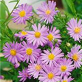 Aster dumosus 'Marjorie'