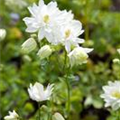 Aquilegia vulgaris 'White Barlow'