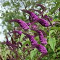 Buddleja davidii BUZZ™ 'Dark Pink'