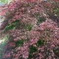 Acer palmatum 'Tamukeyama'