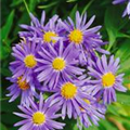 Aster dumosus 'Prof. Anton Kippenberg'