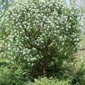 Amelanchier ovalis 'Helvetica'