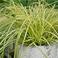 Carex oshimensis 'Eversheen'