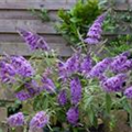 Buddleja davidii 'Blue Chip'(s)