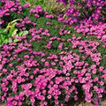 Aster dumosus 'Rosenwichtel'