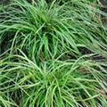 Carex oshimensis 'Ice Cream'®