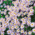 Aster dumosus 'Silberlicht'