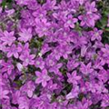 Campanula portenschlagiana 'Take Mee'®