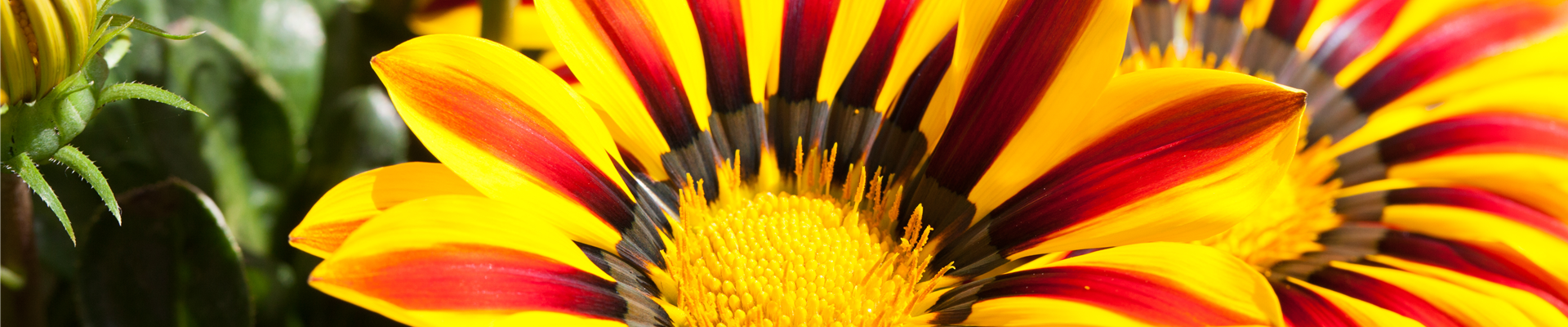 Gazania