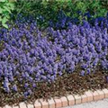 Ajuga reptans 'Elmblut'