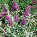 Buddleja davidii BUZZ™ 'Soft Pink'