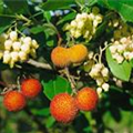 Arbutus unedo