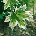 Acer platanoides 'Drummondii'