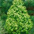 Carpinus betulus 'Monumentalis'