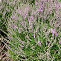 Calluna vulgaris 'Flore Pleno'