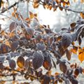 Carpinus betulus 'Purpurea'