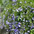 Campanula poscharskyana 'Adansa'