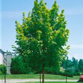 Acer platanoides 'Eurostar'(s)