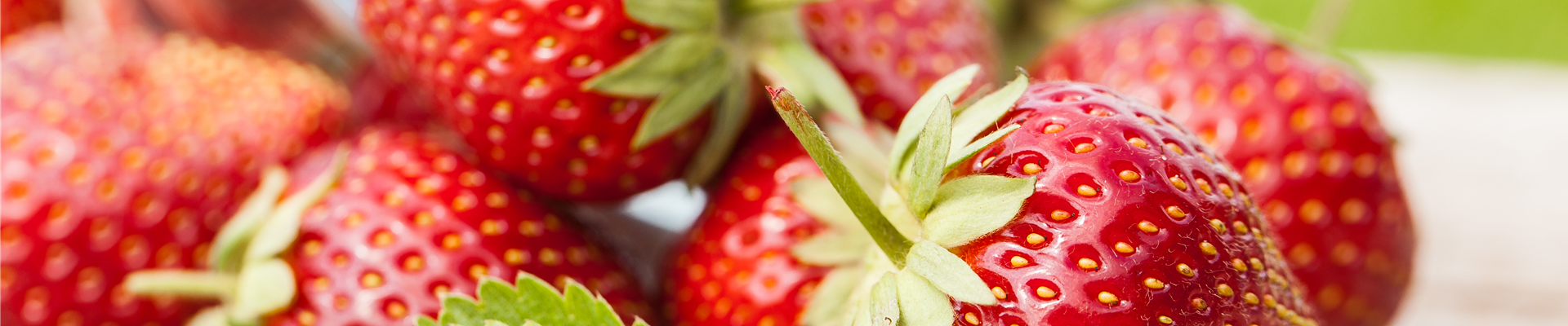 Fragaria x ananassa