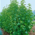 Chenopodium quinoa