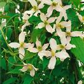 Clematis montana 'Wilsonii'