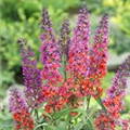 Buddleja davidii 'Flower Power'®