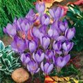 Crocus speciosus