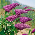 Buddleja davidii 'Ile de France'