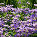 Aster novi-belgii 'Blaue Nachhut'