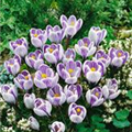 Crocus vernus 'Striped Beauty'