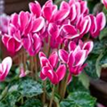 Cyclamen persicum 'Fantasy'