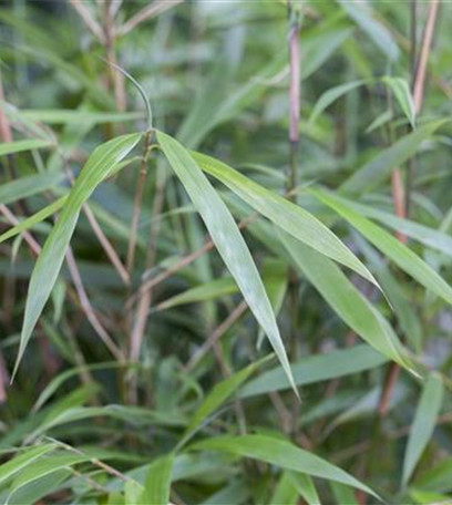 Bambus – asiatisches Riesengras mit exotischem Charme