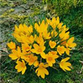 Crocus vernus 'Yellow Giant'