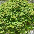 Akebia quinata 'Cream Form'