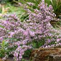 Cytisus purpureus