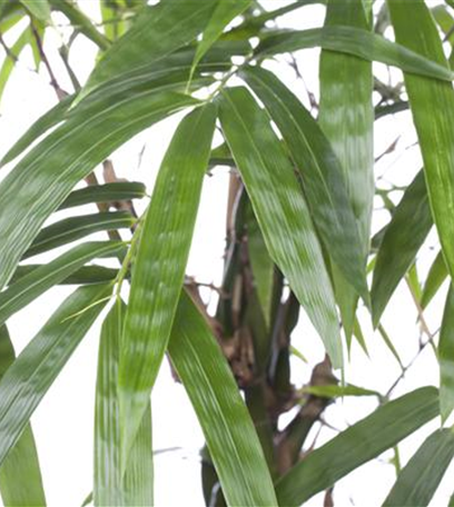 Bambus – asiatisches Riesengras mit exotischem Charme