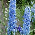 Delphinium x elatum 'Abgesang'