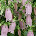 Campanula punctata